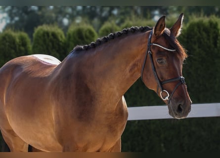 Westphalian, Gelding, 13 years, 16,1 hh, Brown