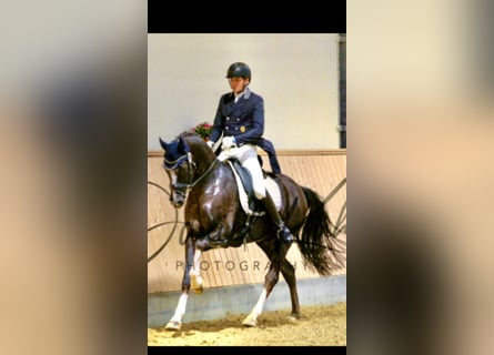 Westphalian, Gelding, 13 years, 16,2 hh, Chestnut