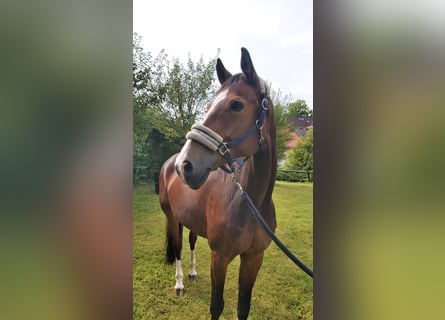 Westfale, Wallach, 13 Jahre, 17,1 hh, Brauner