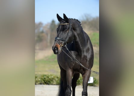 Westphalian, Gelding, 13 years, 17 hh, Bay-Dark