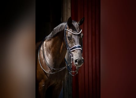 Westphalian, Gelding, 14 years, 16.1 hh, Black