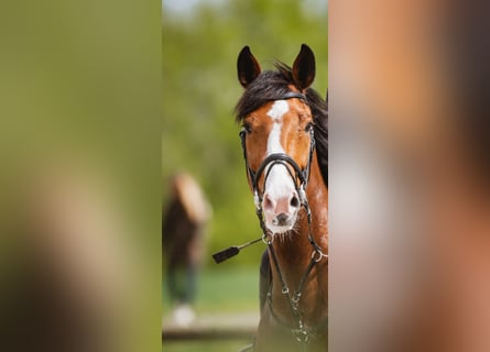 Westphalian, Gelding, 14 years, 16.2 hh, Brown