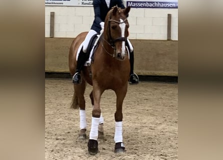 Westphalian, Gelding, 14 years, 16 hh, Chestnut-Red