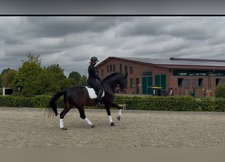 Westphalian, Gelding, 14 years, 17 hh