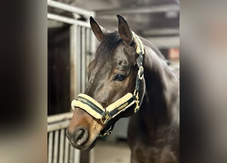 Westphalian, Gelding, 15 years, 16,2 hh, Brown