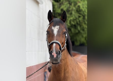 Westphalian, Gelding, 15 years, 16 hh, Bay-Dark