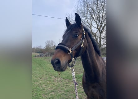 Westphalian, Gelding, 15 years, 16,2 hh, Brown