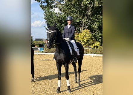 Westphalian, Gelding, 15 years, 17.2 hh, Black