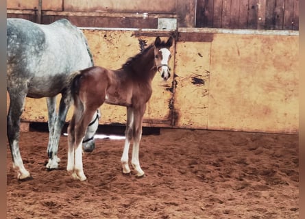 Westphalian, Gelding, 1 year, 16,2 hh, Brown