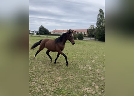 Westphalian, Gelding, 1 year, Brown
