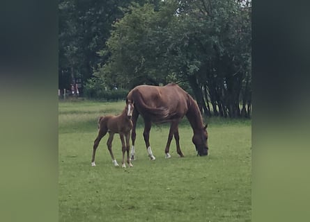 Westphalian, Gelding, 1 year, Chestnut-Red