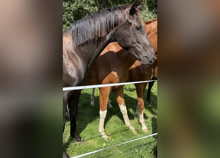 Westphalian, Gelding, 1 year
