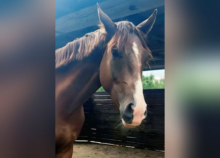 Westphalian, Gelding, 2 years, 16 hh, Chestnut