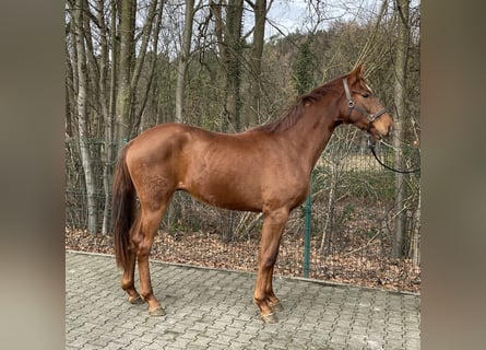 Westphalian, Gelding, 2 years, 16,1 hh, Chestnut-Red