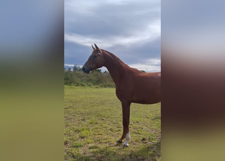 Westphalian, Gelding, 2 years, 16,2 hh, Chestnut