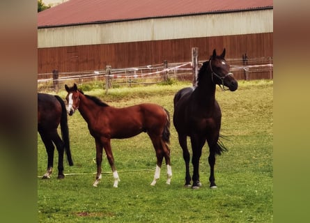 Westphalian, Gelding, 2 years, 17,2 hh, Brown