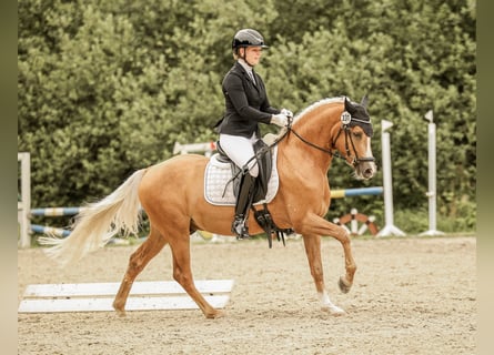 Westphalian, Gelding, 3 years, 14.1 hh, Palomino