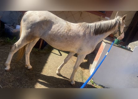 Westphalian Mix, Gelding, 3 years, 14,2 hh, Cremello