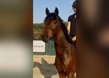 Westphalian, Gelding, 3 years, 15.2 hh, Brown