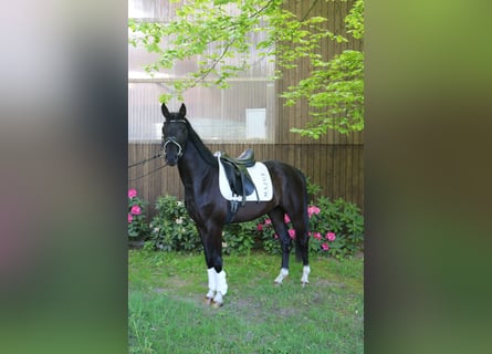 Westphalian, Gelding, 3 years, 15,2 hh, Black