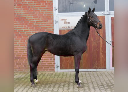 Westphalian, Gelding, 3 years, 15,3 hh, Brown