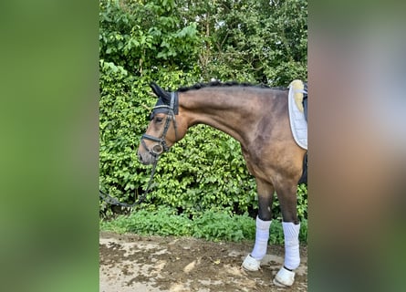 Westphalian, Gelding, 3 years, 16,1 hh, Bay-Dark