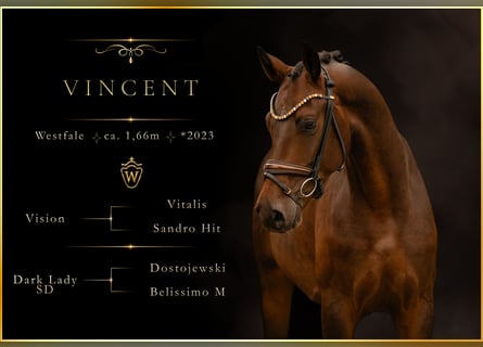 Westphalian, Gelding, 3 years, 16.1 hh, Bay-Dark