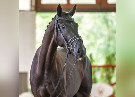 Westphalian, Gelding, 3 years, 16.1 hh, Black