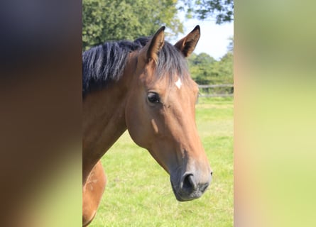 Westphalian, Gelding, 3 years, 16,1 hh, Brown