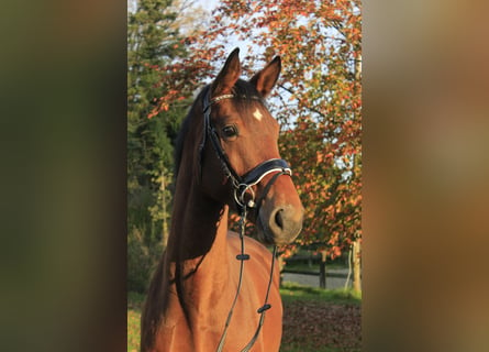 Westphalian, Gelding, 3 years, 16,1 hh, Brown