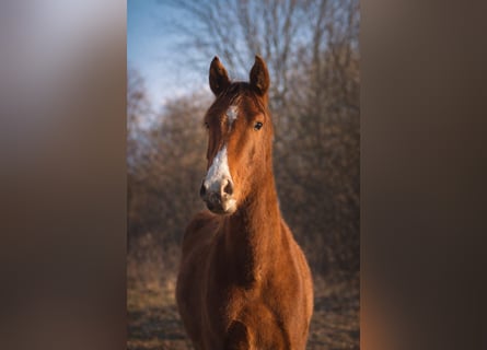 Westphalian, Gelding, 3 years, 16.1 hh, Chestnut-Red