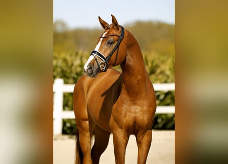 Westphalian, Gelding, 3 years, 16.1 hh, Chestnut-Red