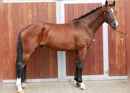 Westphalian, Gelding, 3 years, 16.1 hh