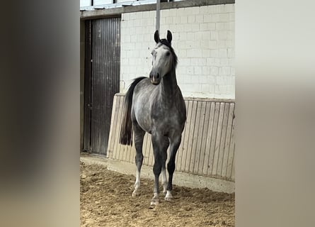 Westfale, Wallach, 3 Jahre, 16,1 hh, Schimmel