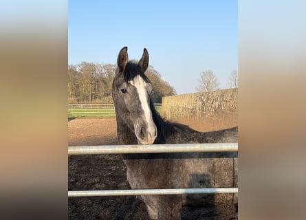 Westphalian, Gelding, 3 years, 16.1 hh, Gray