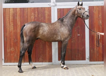 Westphalian, Gelding, 3 years, 16.1 hh