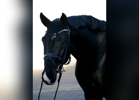 Westphalian, Gelding, 3 years, 16,1 hh, Smoky-Black