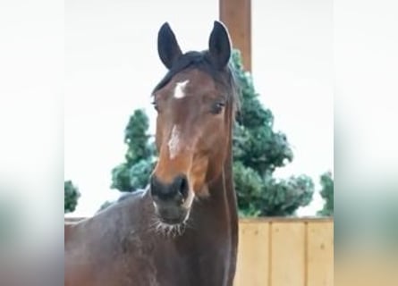 Westphalian, Gelding, 3 years, 16.2 hh, Brown