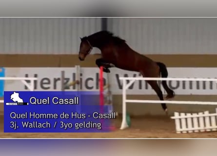 Westphalian, Gelding, 3 years, 16.2 hh, Brown