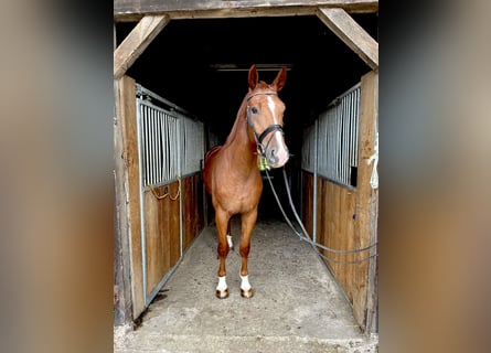 Westphalian, Gelding, 3 years, 16.2 hh, Chestnut-Red