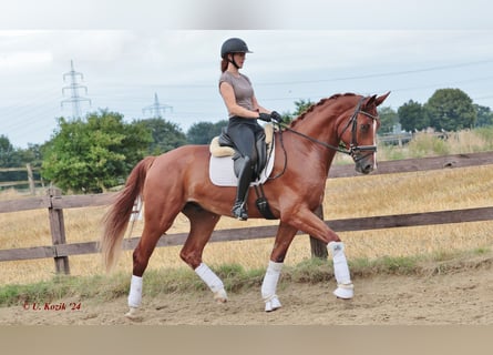 Westphalian, Gelding, 3 years, 16,2 hh, Chestnut-Red