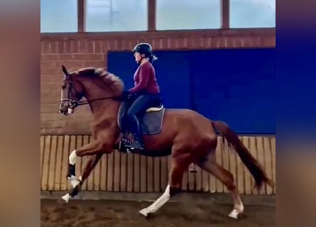 Westphalian, Gelding, 3 years, 16.2 hh, Chestnut-Red