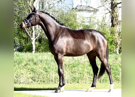 Westphalian, Gelding, 3 years, 16.2 hh, Smoky-Black