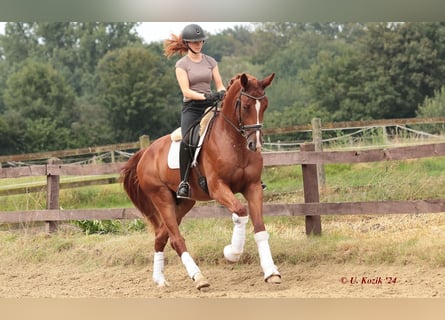 Westphalian, Gelding, 3 years, 16,3 hh, Chestnut-Red