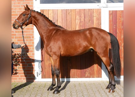 Westphalian, Gelding, 3 years, 16 hh, Brown