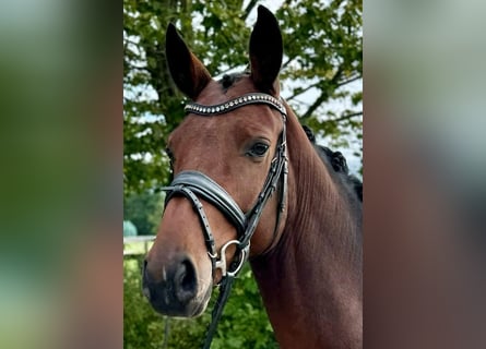 Westfale, Wallach, 3 Jahre, 16 hh, Brauner