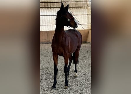 Westphalian, Gelding, 3 years, 16 hh, Brown