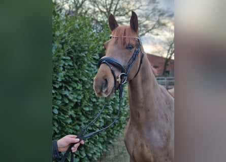 Westphalian, Gelding, 3 years, 16 hh, Chestnut-Red