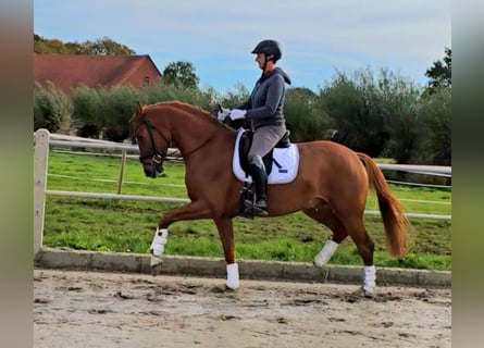 Westphalian, Gelding, 3 years, 16 hh, Chestnut-Red