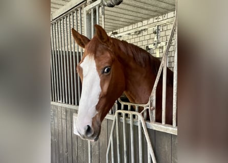 Westphalian, Gelding, 3 years, 16 hh, Chestnut-Red